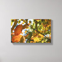 Fall Foliage Autumn Leaves Nature Tree Photography