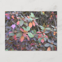 Fall Foliage Autumn Leaves Nature Tree Photography