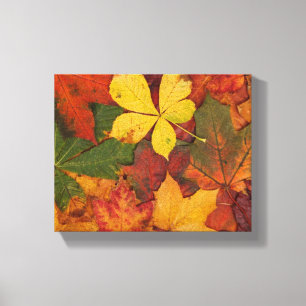 Fall Foliage Canvas Print