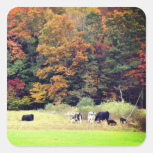 Fall Foliage Cows Field Nature Square Sticker