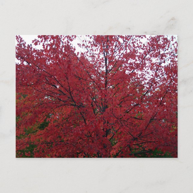 Fall Foliage in NH 2 Postcard (Front)