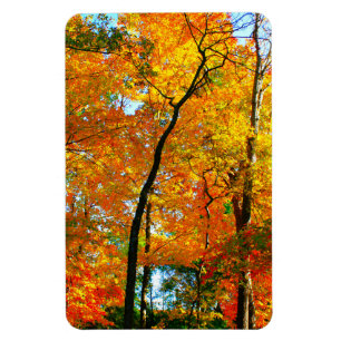 Fall Foliage in the Park Magnet