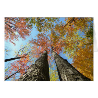 Fall foliage looking up 2