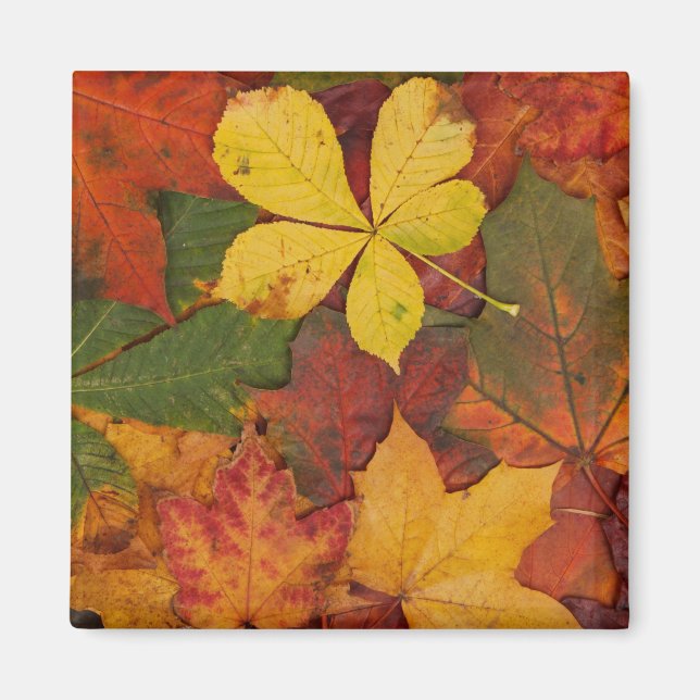 Fall Foliage Magnet (Front)
