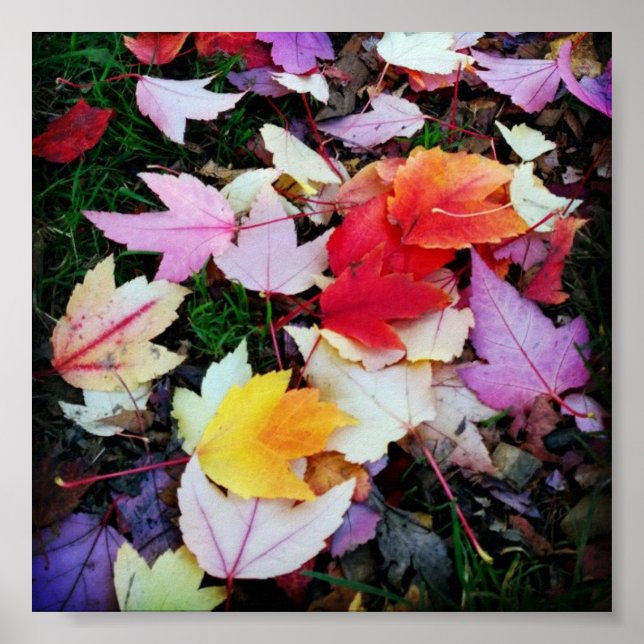 Fall Foliage Poster (Front)