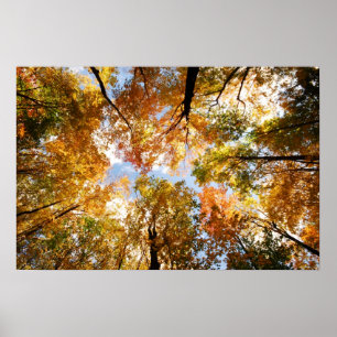 Fall Foliage Print