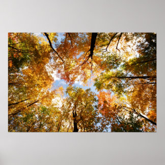 Fall Foliage Print