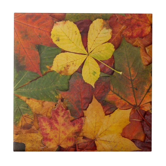 Fall Foliage Tile (Front)
