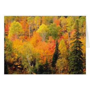 Fall Foliage Valley