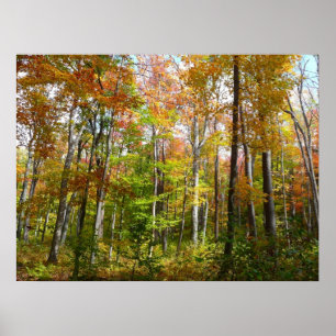 Fall Forest I Autumn Landscape Photography Poster