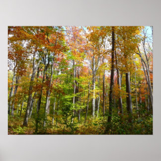 Fall Forest I Autumn Landscape Photography Poster