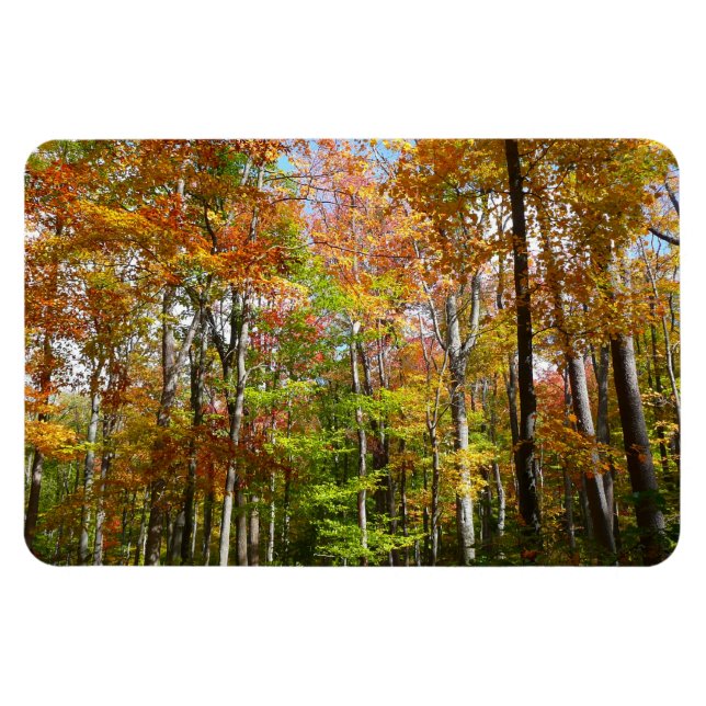 Fall Forest II Autumn Landscape Photography Magnet (Horizontal)