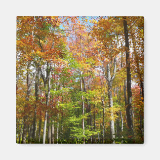 Fall Forest II Autumn Landscape Photography Magnet