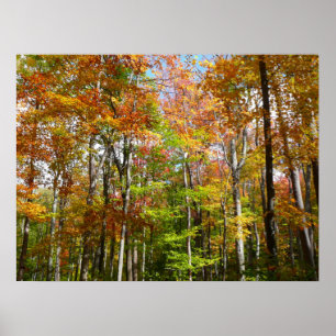 Fall Forest II Autumn Landscape Photography Poster