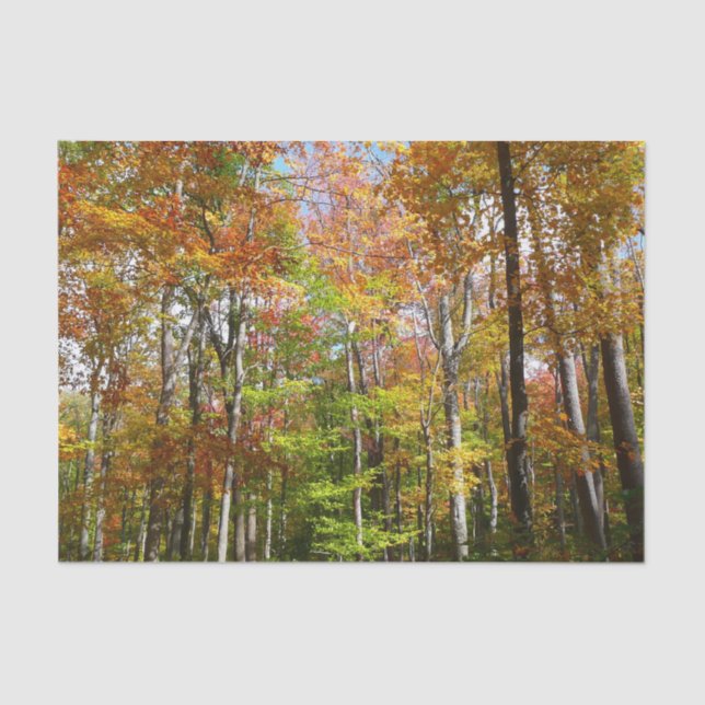 Fall Forest II Autumn Landscape Photography Tissue Paper (Front)