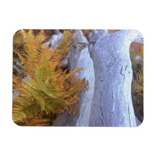 Fall Forest Magnet