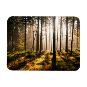 Fall Forest with Sunrays Magnet
