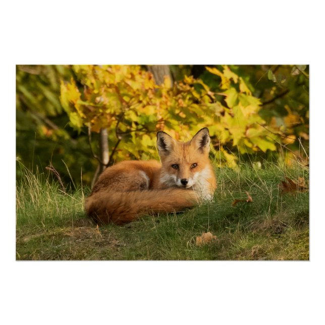 Fall Fox   Poster (Front)