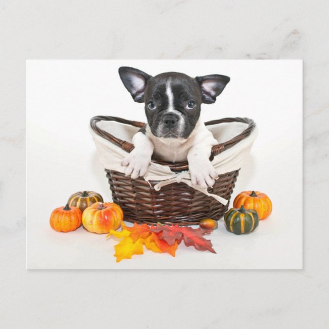 Fall French Bulldog Postcard (Front)