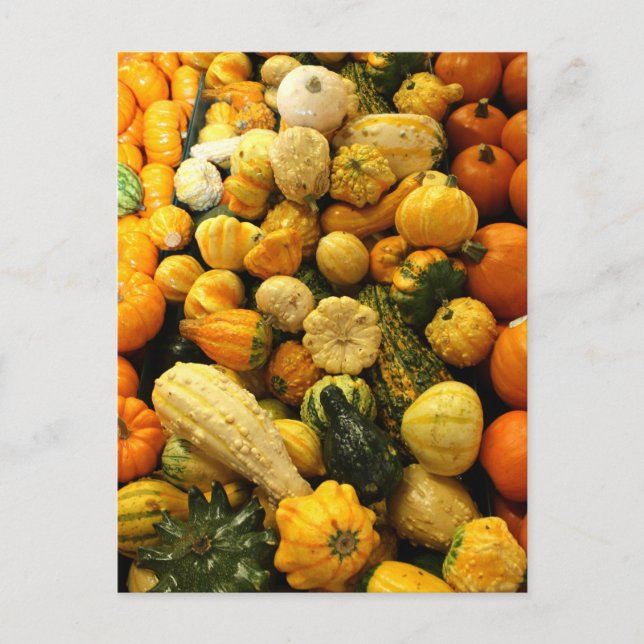 Fall Gourds Postcard (Front)