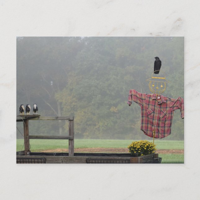 Fall Greetings!  From the Scarecrow! Postcard (Front)