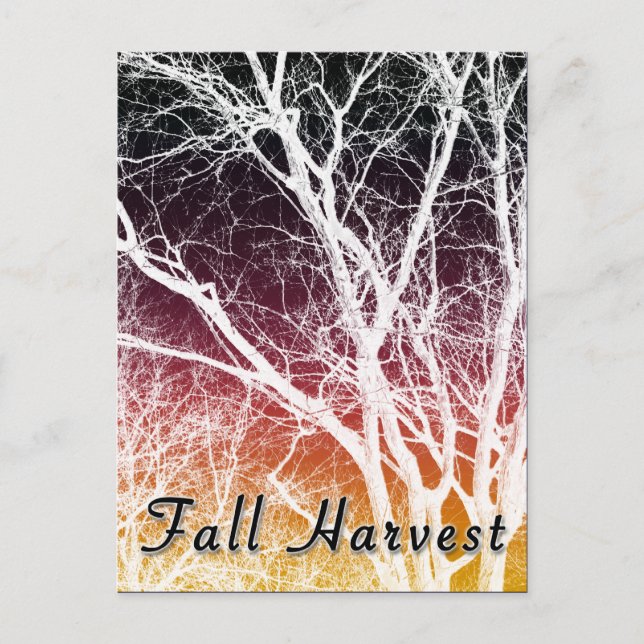 fall harvest : ghost tree postcard (Front)