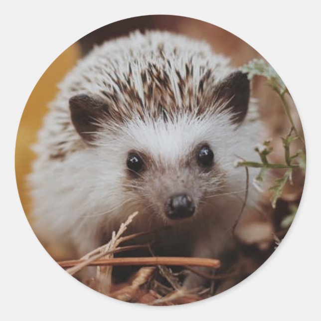 Fall HedgeHog Sticker/Seal Classic Round Sticker (Front)