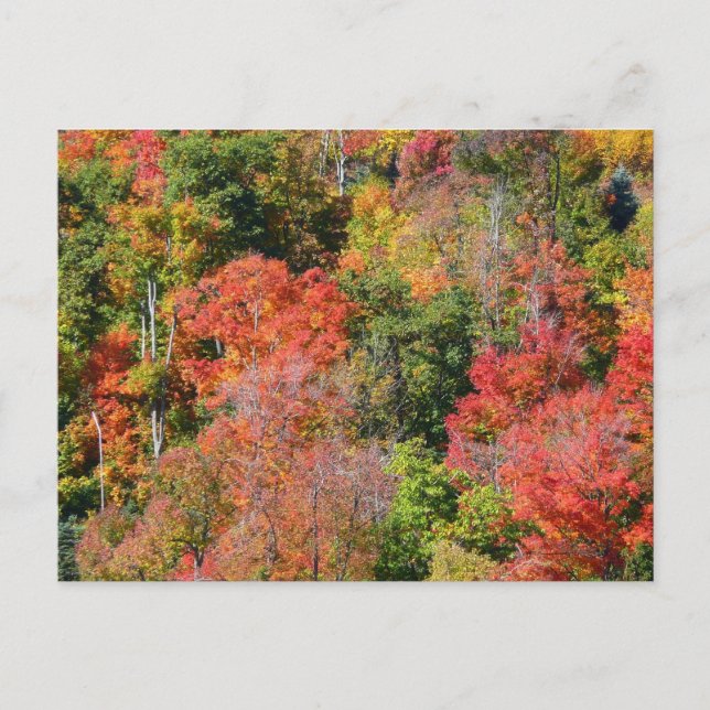 Fall Hillside Colourful Autumn Nature Photography Postcard (Front)