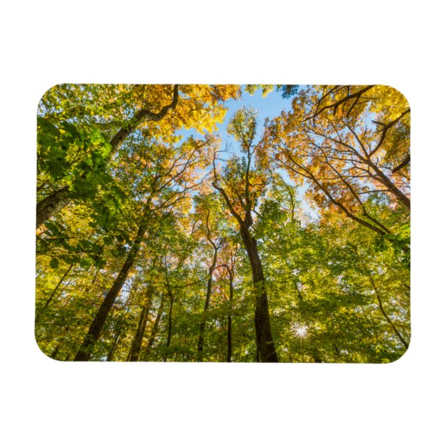 Fall in a Forest in Amesbury, Massachusetts Magnet (Horizontal)