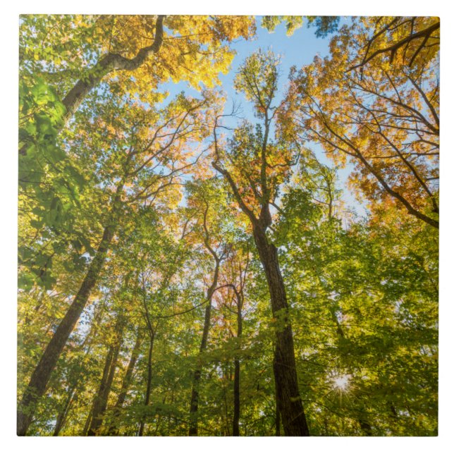 Fall in a Forest in Amesbury, Massachusetts Tile (Front)