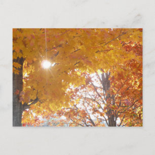 Fall in Montreal Postcard