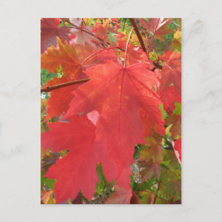 Fall in New England Postcard