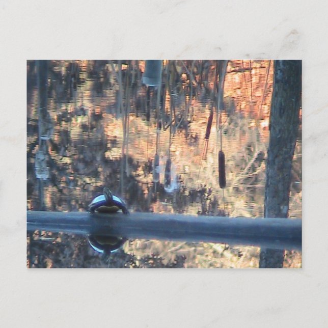 Fall in Ohio Postcard (Front)