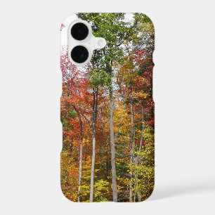 Fall in the Forest Colourful Autumn Photography