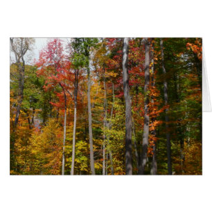 Fall in the Forest Colourful Autumn Photography