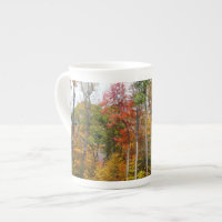 Fall in the Forest Colourful Autumn Photography