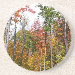 Fall in the Forest Colourful Autumn Photography Coaster