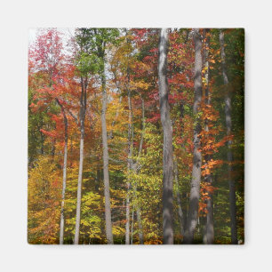 Fall in the Forest Colourful Autumn Photography Magnet