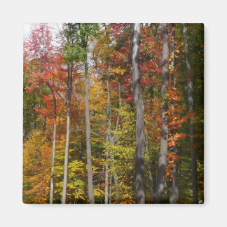 Fall in the Forest Colourful Autumn Photography Magnet