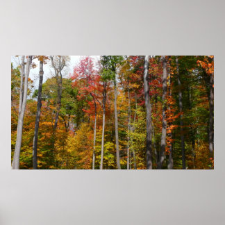 Fall in the Forest Colourful Autumn Photography Poster