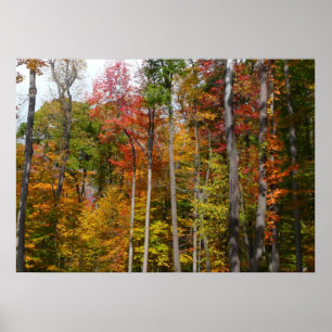 Fall in the Forest Colourful Autumn Photography Poster