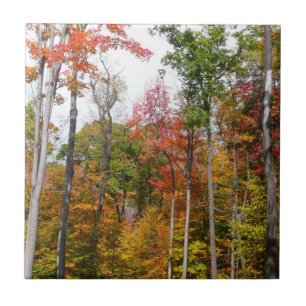 Fall in the Forest Colourful Autumn Photography Tile