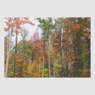 Fall in the Forest Colourful Autumn Photography Tissue Paper