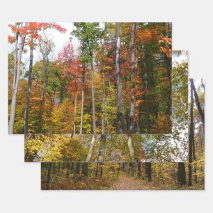 Fall in the Forest Colourful Autumn Photography Wrapping Paper Sheet