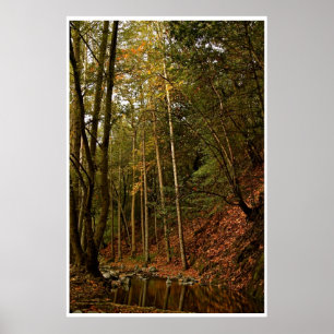 FALL IN THE FOREST WITH TREES AND REFLECTIONS POSTER