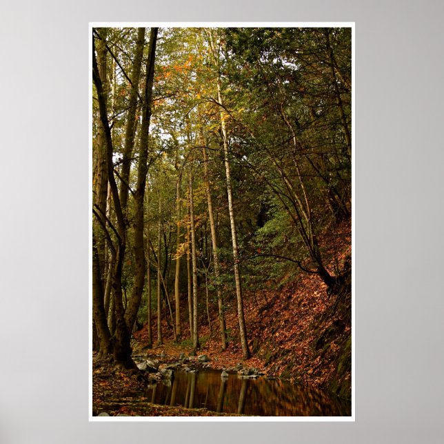 FALL IN THE FOREST WITH TREES AND REFLECTIONS POSTER (Front)