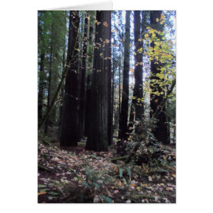 Fall in the Redwoods