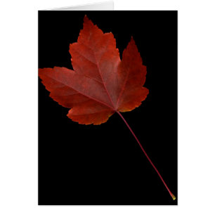 Fall Leaf