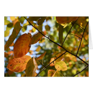 Fall Leaf Autumn Leaves Sky Nature Photography