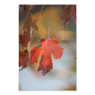 Fall Leaf close up Photo Enlargement Print